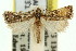  (Microtalis - 11ANIC-04706)  @14 [ ] CreativeCommons - Attribution (2011) ANIC/CBG Photography Group Centre for Biodiversity Genomics