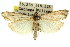  (Catancyla - 11ANIC-04713)  @14 [ ] CreativeCommons - Attribution (2011) ANIC/CBG Photography Group Centre for Biodiversity Genomics