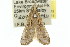  ( - 11ANIC-04715)  @13 [ ] CreativeCommons - Attribution (2011) ANIC/CBG Photography Group Centre for Biodiversity Genomics
