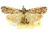 ( - 11ANIC-04717)  @11 [ ] CreativeCommons - Attribution (2011) ANIC/CBG Photography Group Centre for Biodiversity Genomics
