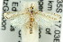  (Prionapteryx sp. ANIC1 - 11ANIC-04723)  @14 [ ] CreativeCommons - Attribution (2011) ANIC/CBG Photography Group Centre for Biodiversity Genomics