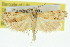  (Prionapteryx sp. ANIC3 - 11ANIC-04727)  @11 [ ] CreativeCommons - Attribution (2011) ANIC/CBG Photography Group Centre for Biodiversity Genomics