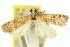  (Prionapteryx sp. ANIC4 - 11ANIC-04728)  @11 [ ] CreativeCommons - Attribution (2011) ANIC/CBG Photography Group Centre for Biodiversity Genomics