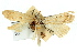  ( - 11ANIC-04731)  @11 [ ] CreativeCommons - Attribution (2011) ANIC/CBG Photography Group Centre for Biodiversity Genomics
