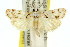  (Prionapteryx sp. ANIC8 - 11ANIC-04734)  @13 [ ] CreativeCommons - Attribution (2011) ANIC/CBG Photography Group Centre for Biodiversity Genomics