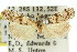  (Prionapteryx sp. ANIC10 - 11ANIC-04736)  @11 [ ] CreativeCommons - Attribution (2011) ANIC/CBG Photography Group Centre for Biodiversity Genomics