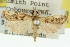  ( - 11ANIC-04742)  @11 [ ] CreativeCommons - Attribution (2011) ANIC/CBG Photography Group Centre for Biodiversity Genomics