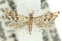  (Microchilo - 11ANIC-04006)  @13 [ ] CreativeCommons - Attribution (2011) ANIC/CBG Photography Group Centre for Biodiversity Genomics