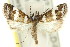  (Eurhythma latifasciella - 11ANIC-04013)  @14 [ ] CreativeCommons - Attribution (2011) ANIC/CBG Photography Group Centre for Biodiversity Genomics