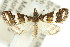  ( - 11ANIC-04014)  @14 [ ] CreativeCommons - Attribution (2011) ANIC/CBG Photography Group Centre for Biodiversity Genomics
