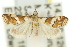  (Eurhythma sp. 1 - 11ANIC-04016)  @11 [ ] CreativeCommons - Attribution (2011) ANIC/CBG Photography Group Centre for Biodiversity Genomics