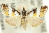  (Eurhythma argyphea - 11ANIC-04027)  @14 [ ] CreativeCommons - Attribution (2011) ANIC/CBG Photography Group Centre for Biodiversity Genomics