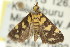  (Eurhythma xuthospila - 11ANIC-04036)  @14 [ ] CreativeCommons - Attribution (2011) ANIC/CBG Photography Group Centre for Biodiversity Genomics
