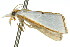  ( - 11ANIC-04048)  @12 [ ] CreativeCommons - Attribution (2011) ANIC/CBG Photography Group Centre for Biodiversity Genomics