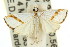  ( - 11ANIC-04051)  @13 [ ] CreativeCommons - Attribution (2011) ANIC/CBG Photography Group Centre for Biodiversity Genomics