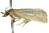  ( - 11ANIC-04068)  @12 [ ] CreativeCommons - Attribution (2011) ANIC/CBG Photography Group Centre for Biodiversity Genomics