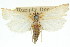  ( - 11ANIC-04072)  @11 [ ] CreativeCommons - Attribution (2011) ANIC/CBG Photography Group Centre for Biodiversity Genomics