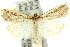  ( - 11ANIC-04077)  @11 [ ] CreativeCommons - Attribution (2011) ANIC/CBG Photography Group Centre for Biodiversity Genomics