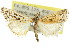  ( - 11ANIC-04080)  @13 [ ] CreativeCommons - Attribution (2011) ANIC/CBG Photography Group Centre for Biodiversity Genomics