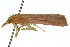  ( - 11ANIC-04085)  @12 [ ] CreativeCommons - Attribution (2011) ANIC/CBG Photography Group Centre for Biodiversity Genomics