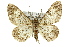  ( - 11ANIC-04114)  @13 [ ] CreativeCommons - Attribution (2011) ANIC/CBG Photography Group Centre for Biodiversity Genomics