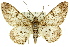  ( - 11ANIC-04115)  @14 [ ] CreativeCommons - Attribution (2011) ANIC/CBG Photography Group Centre for Biodiversity Genomics