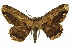  ( - 11ANIC-04126)  @11 [ ] CreativeCommons - Attribution (2011) ANIC/CBG Photography Group Centre for Biodiversity Genomics