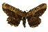  ( - 11ANIC-04127)  @11 [ ] CreativeCommons - Attribution (2011) ANIC/CBG Photography Group Centre for Biodiversity Genomics