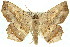  ( - 11ANIC-04137)  @14 [ ] CreativeCommons - Attribution (2011) ANIC/CBG Photography Group Centre for Biodiversity Genomics