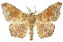  (Hyposidra incomptaria - 11ANIC-04144)  @15 [ ] CreativeCommons - Attribution (2011) ANIC/CBG Photography Group Centre for Biodiversity Genomics