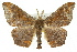  ( - 11ANIC-04145)  @15 [ ] CreativeCommons - Attribution (2011) ANIC/CBG Photography Group Centre for Biodiversity Genomics