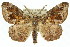  ( - 11ANIC-04149)  @11 [ ] CreativeCommons - Attribution (2011) ANIC/CBG Photography Group Centre for Biodiversity Genomics