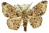  (Hyposidra sp. ANIC2 - 11ANIC-04150)  @11 [ ] CreativeCommons - Attribution (2011) ANIC/CBG Photography Group Centre for Biodiversity Genomics