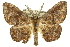  (Hyposidra sp. ANIC1 - 11ANIC-04151)  @15 [ ] CreativeCommons - Attribution (2011) ANIC/CBG Photography Group Centre for Biodiversity Genomics