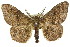  ( - 11ANIC-04152)  @15 [ ] CreativeCommons - Attribution (2011) ANIC/CBG Photography Group Centre for Biodiversity Genomics