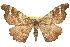  ( - 11ANIC-04156)  @14 [ ] CreativeCommons - Attribution (2011) ANIC/CBG Photography Group Centre for Biodiversity Genomics