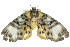  ( - 11ANIC-04172)  @11 [ ] CreativeCommons - Attribution (2011) ANIC/CBG Photography Group Centre for Biodiversity Genomics