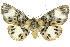  ( - 11ANIC-04174)  @14 [ ] CreativeCommons - Attribution (2011) ANIC/CBG Photography Group Centre for Biodiversity Genomics