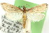  (Friedlanderia sp. ANIC1 - 11ANIC-04191)  @11 [ ] CreativeCommons - Attribution (2011) ANIC/CBG Photography Group Centre for Biodiversity Genomics