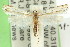  (Friedlanderia sp. ANIC3 - 11ANIC-04194)  @12 [ ] CreativeCommons - Attribution (2011) ANIC/CBG Photography Group Centre for Biodiversity Genomics