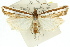  ( - 11ANIC-04207)  @11 [ ] CreativeCommons - Attribution (2011) ANIC/CBG Photography Group Centre for Biodiversity Genomics