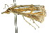  ( - 11ANIC-04211)  @12 [ ] CreativeCommons - Attribution (2011) ANIC/CBG Photography Group Centre for Biodiversity Genomics