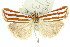  (Hednota recurvellus - 11ANIC-04233)  @15 [ ] CreativeCommons - Attribution (2011) ANIC/CBG Photography Group Centre for Biodiversity Genomics