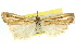  (Hednota xylophaea - 11ANIC-04235)  @11 [ ] CreativeCommons - Attribution (2011) ANIC/CBG Photography Group Centre for Biodiversity Genomics