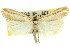  (Hednota acontophora - 11ANIC-04243)  @14 [ ] CreativeCommons - Attribution (2011) ANIC/CBG Photography Group Centre for Biodiversity Genomics