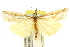  ( - 11ANIC-04244)  @11 [ ] CreativeCommons - Attribution (2011) ANIC/CBG Photography Group Centre for Biodiversity Genomics