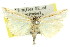  ( - 11ANIC-04247)  @11 [ ] CreativeCommons - Attribution (2011) ANIC/CBG Photography Group Centre for Biodiversity Genomics