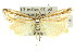  ( - 11ANIC-04248)  @11 [ ] CreativeCommons - Attribution (2011) ANIC/CBG Photography Group Centre for Biodiversity Genomics