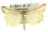  ( - 11ANIC-04249)  @11 [ ] CreativeCommons - Attribution (2011) ANIC/CBG Photography Group Centre for Biodiversity Genomics