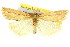  (Hednota macroura - 11ANIC-04254)  @11 [ ] CreativeCommons - Attribution (2011) ANIC/CBG Photography Group Centre for Biodiversity Genomics